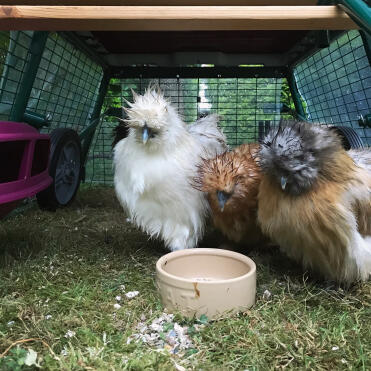 Is there anything sadder than a soggy Silkie? 