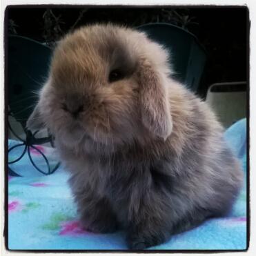 5 Wochen alte Mini Lop Harlekin Blue Buddleia Hasen