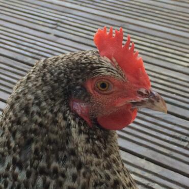 Dotty 
