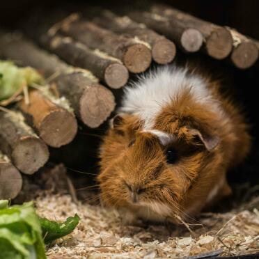 What a gorgeous Abyssinian Guinea Pig !