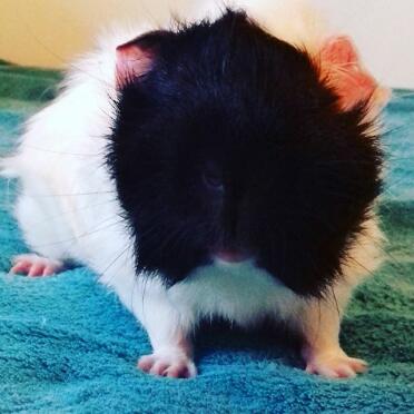 Alfie das abessinische Meerschweinchen!