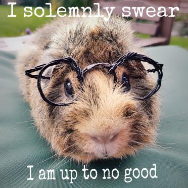 This potter pig solemnly swears he's up to no good!