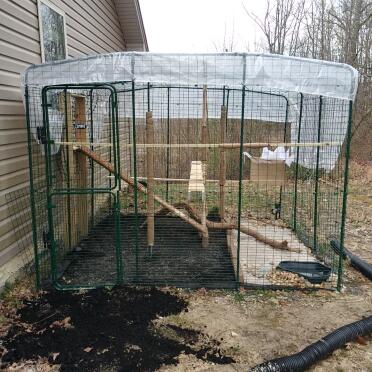 Ace's enclosure