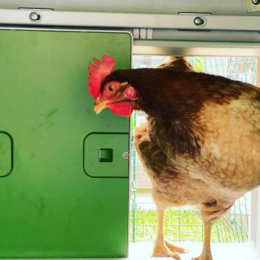 The built-in safety sensors will prevent your chicken of getting hurt if staying at the entrance