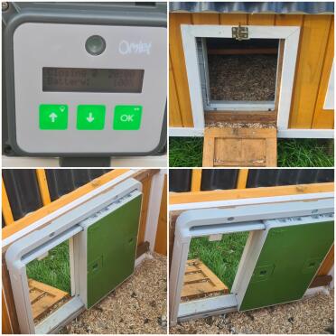 Chickens safe house