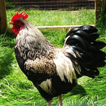 Silver double laced barnevelder bantam cockerel