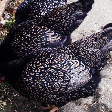 Silver double laced barnevelder bantam hens