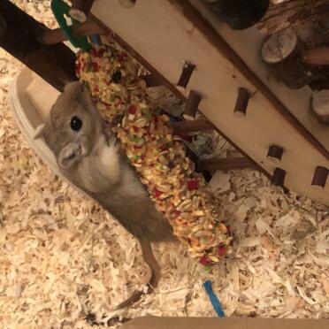 Great for eating, also great for climbing on! 