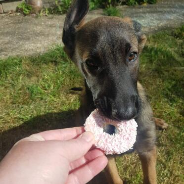 Belgian Malinois Dog with treat