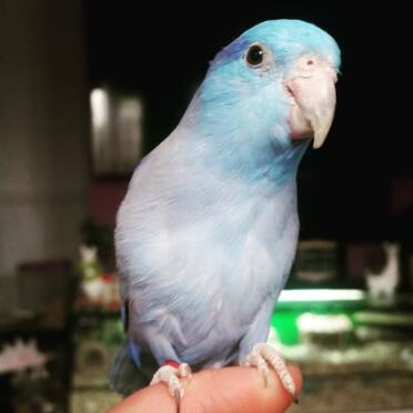 Zazu the parrotlet 