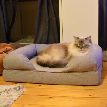 Cat Laying on Grey Bolster Bed for Cats