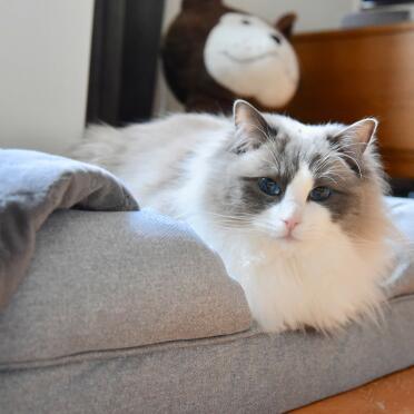 Cat on Cat Memory Foam Bolster Bed
