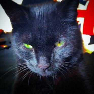 Cats have beautiful eyes