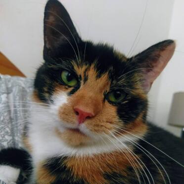 What a gorgeous cat!