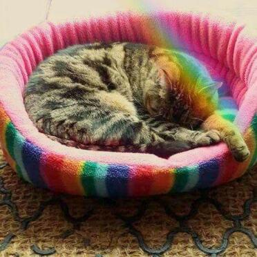 What a nice spot for a cat nap!