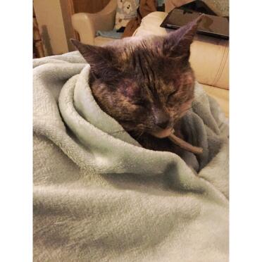 This cat is ready for a nap!