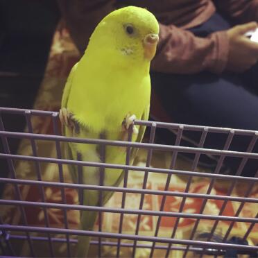 What a bright budgie!