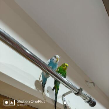 Budgies on curtain rail