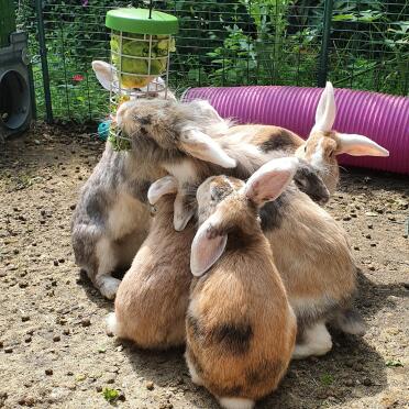 Fighting over food!