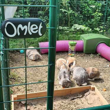 First time using their treat holder, they love!