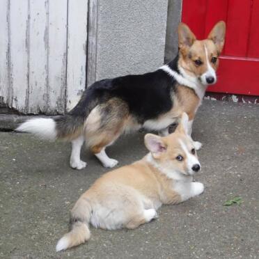 Cuccioli di Corgi