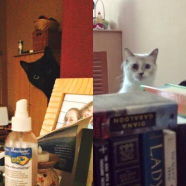 Peekabo, I see you!