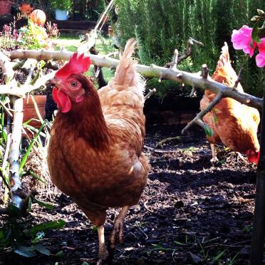 Freies huhn