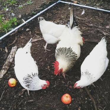 Chickens pecking apples
