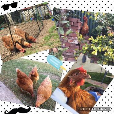My beautiful girls love all of our omlet things.