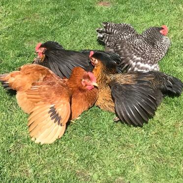 Sunbathing chickens 