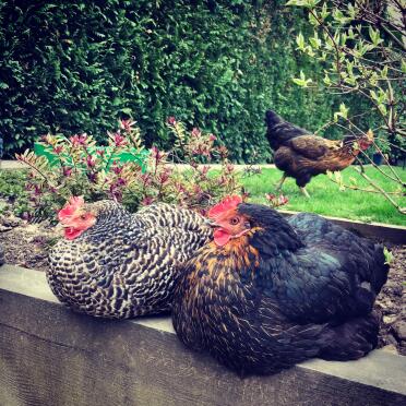 Chickens in garden