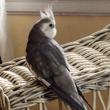 This little parrot is called little sonny!