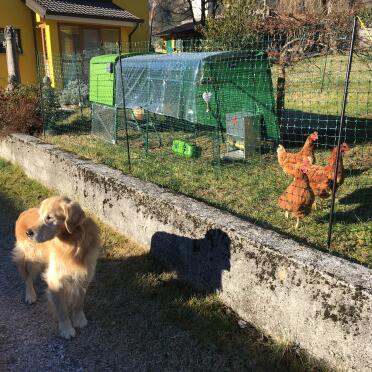 Omlet have products for your chickens and your dogs!