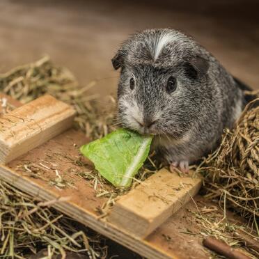 Guinea pigs love eating their greens!