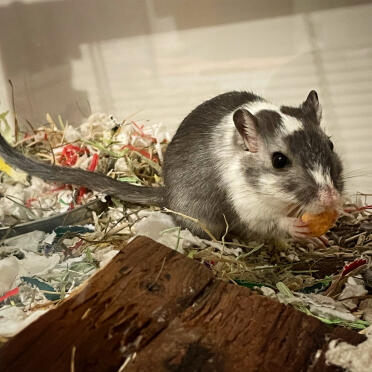 Delicious Carrot Drops are a favourite for the gerbils to nibble on!