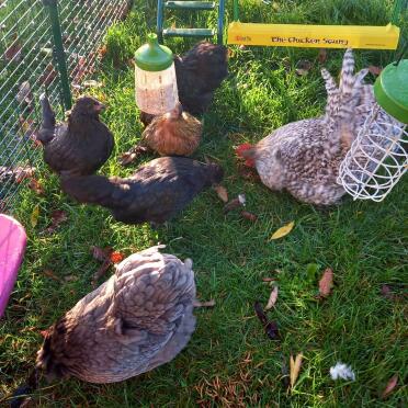 Happy hens 