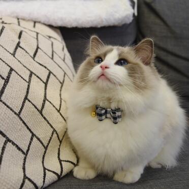 Elliot is dapper in his fancy bow tie!