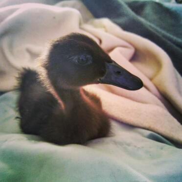 Il nostro Cayuga Ducking. Fibbia