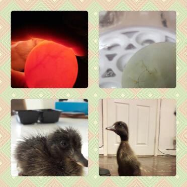Rocky è stato il mio primo tentativo