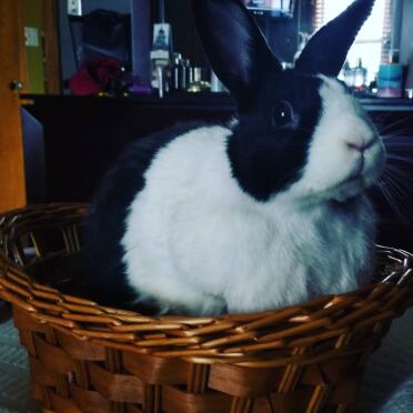 The adorable bunny is called Perry!