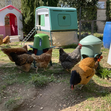 Eglu, waterer, connected feeder, our hens are in for a treat 