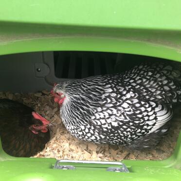 Chickens inside of Green Eglu Cube Large Chicken Coop