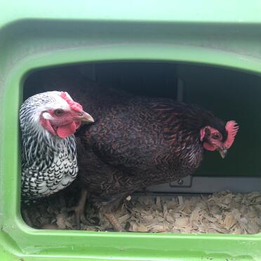 I wonder where I should lay my eggs...
