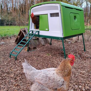 Happy chickens