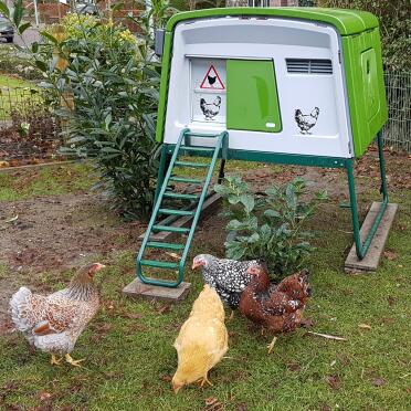 The cube is a great home for a group of chickens!