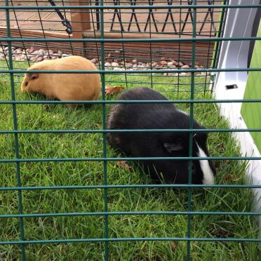 Sooty & brownie nella loro corsa di 2m