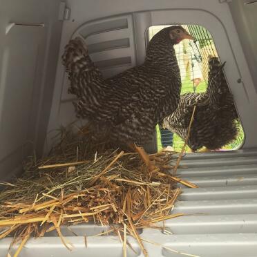 What a spacious home for these hens!