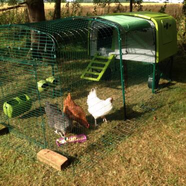Meine hühner nugget, Poppy und dolly lieben ihre neuen behausungen! 