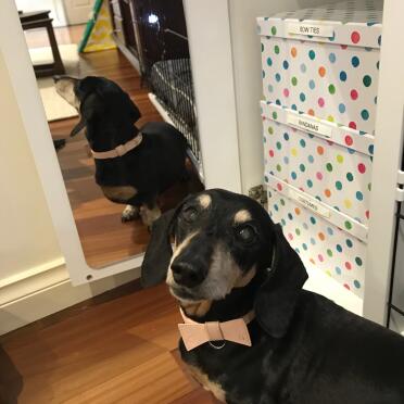 Wenn du in den frühling kommst und deine wochenendklamotten im spiegel deines kleiderschranks, der an deiner kiste befestigt ist, begutachtest!