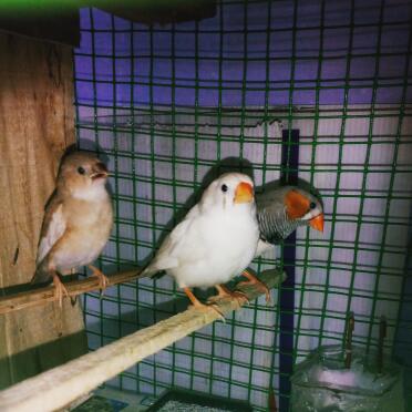 What pretty little birds!